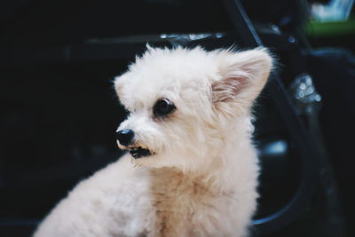 Close-up of a dog looking away