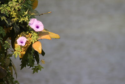 Close-up of butterfly on flower