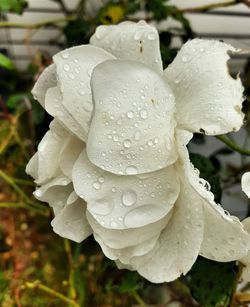 Close-up of water drops on flower
