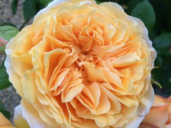 Close-up of yellow flower