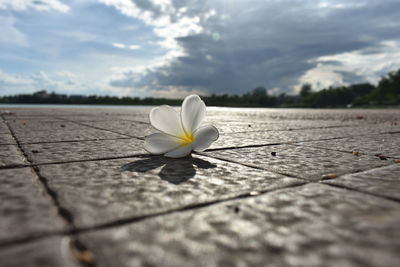 Close-up of white flowering plant against sky