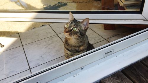 High angle view of cat sitting on tiled floor