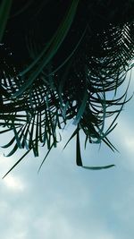 Low angle view of trees against sky