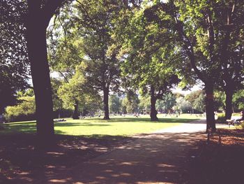 Trees in park