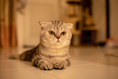 Portrait of cat sitting on floor at home