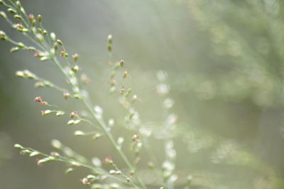 Close-up of plant