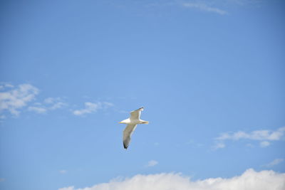 Low angle view of seagull flying in sky