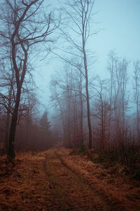 Bare trees in forest