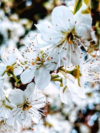 Close-up of white cherry blossom tree