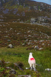 Sheep grazing on field