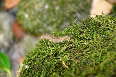 Close-up of centipede