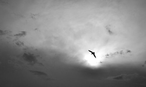 Low angle view of silhouette bird flying in sky