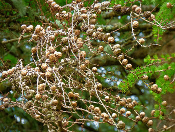 Close-up of flowers on branch