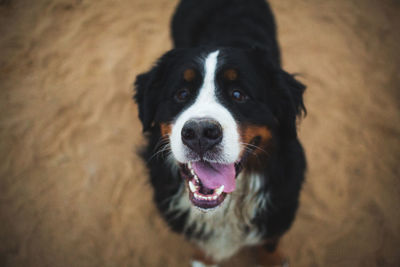 Close-up portrait of dog on floor