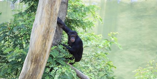 Portrait of monkey on tree trunk