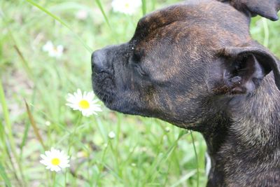 Close-up of dog outdoors