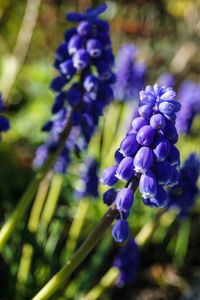 Close-up of purple flowers blooming outdoors
