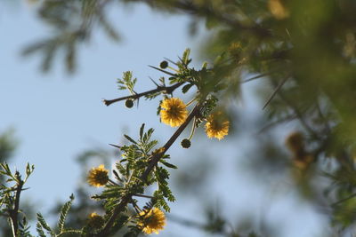 Close-up of yellow flowering plant