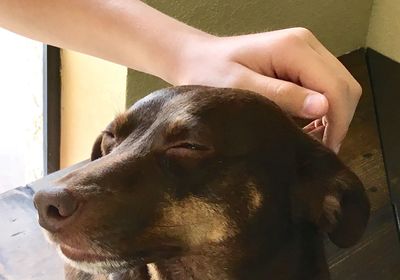 Close-up of woman with dog