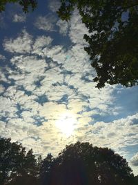 Low angle view of trees against sky