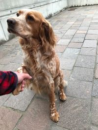 High angle view of dog on footpath