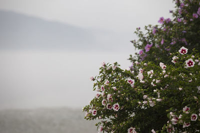 Hibiscus flowers blooming during foggy weather