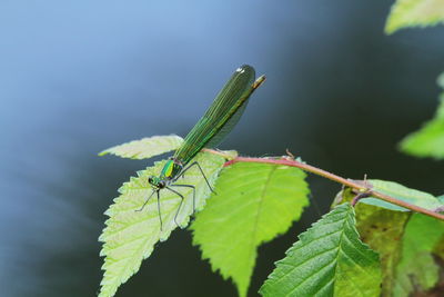 Close-up of insect on leaf