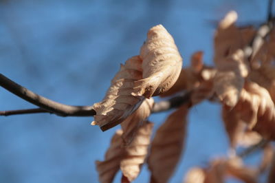 Close-up of dried plant against blue sky