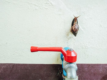 Close-up of a lizard on wall