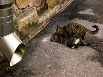 High angle view of a cat resting