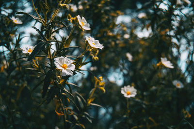 Low angle view of flowering plant against trees