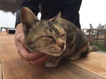 Close-up of hand touching cat