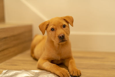 Portrait of dog sitting on floor at home