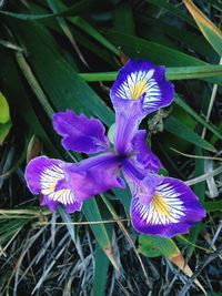 Close-up of purple flowers blooming outdoors