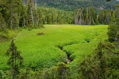 Scenic view of pine trees in forest