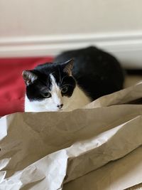 Close-up portrait of a cat