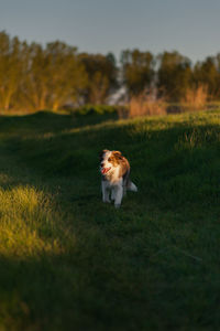 Dog in a field