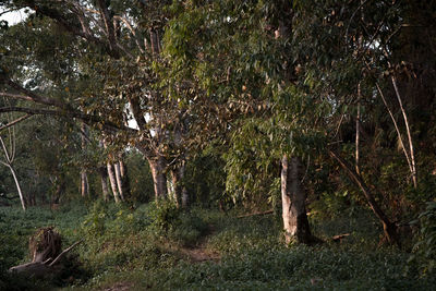 View of trees in forest