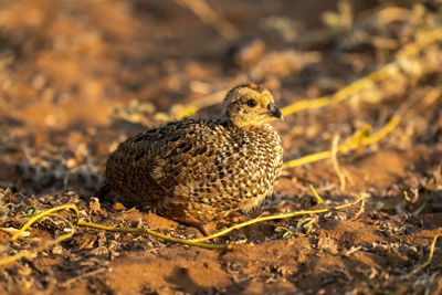 Swainson spurfowl chick on sand watching camera