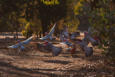 Pigeons flying over a land