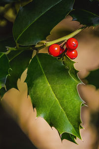 Close-up of red berries growing on tree