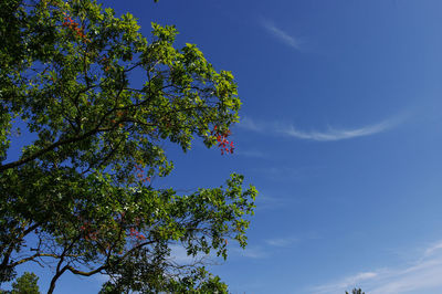 Low angle view of tree against blue sky