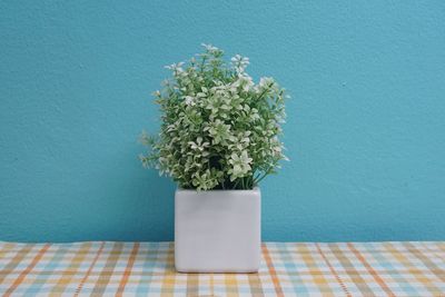 Potted plant on table against blue wall