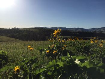 Flowers blooming on field against clear sky