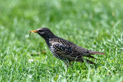 Close-up of a bird perching on grass