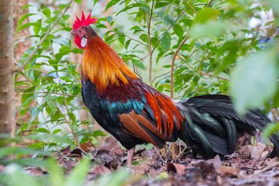 View of a bird on land