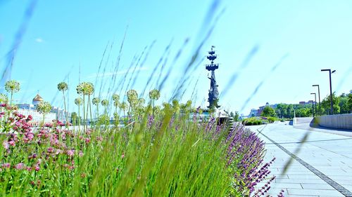 Flowers growing on tree