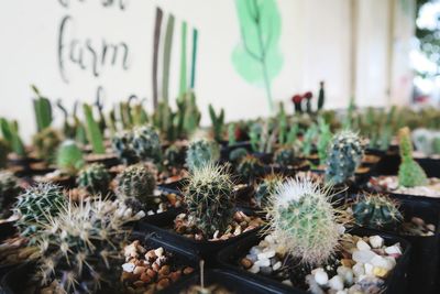 Close-up of succulent plant