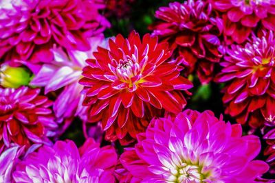 Close-up of pink dahlia flowers