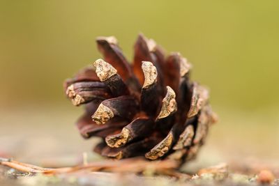 Close up of pine cone